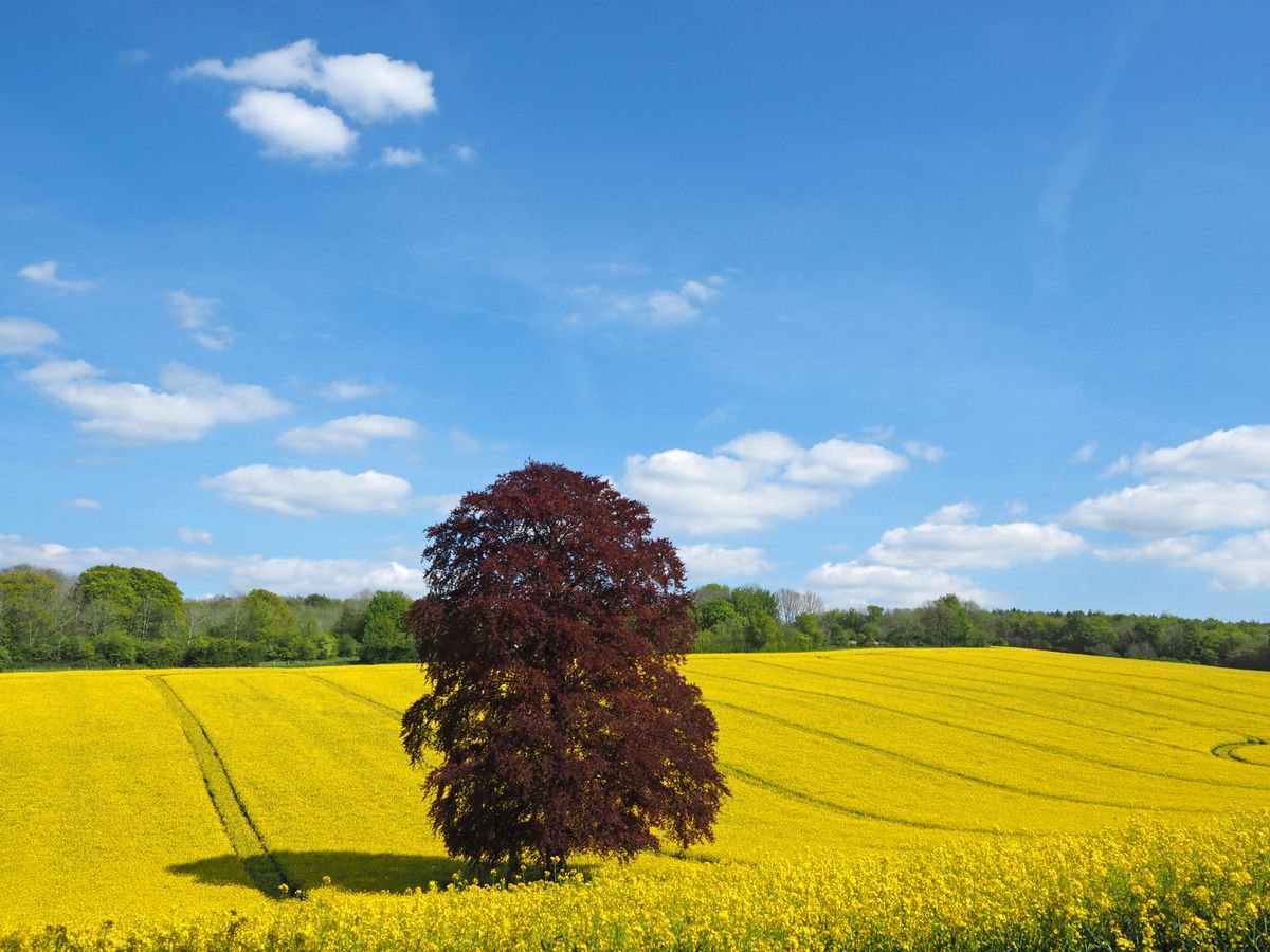 Springtime in the Meon Valley by Alex Cassels