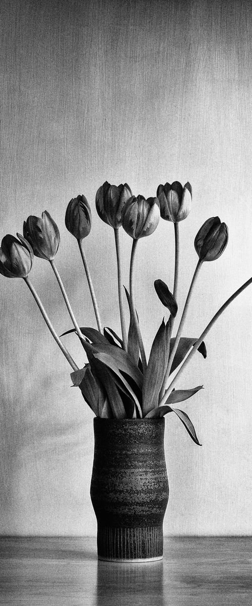 Flowers #21 - Tulips By SWMBO by Jonathan Brown