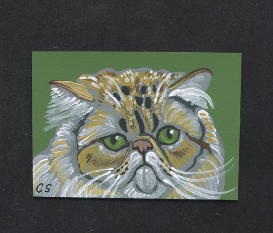 Persian  Cat