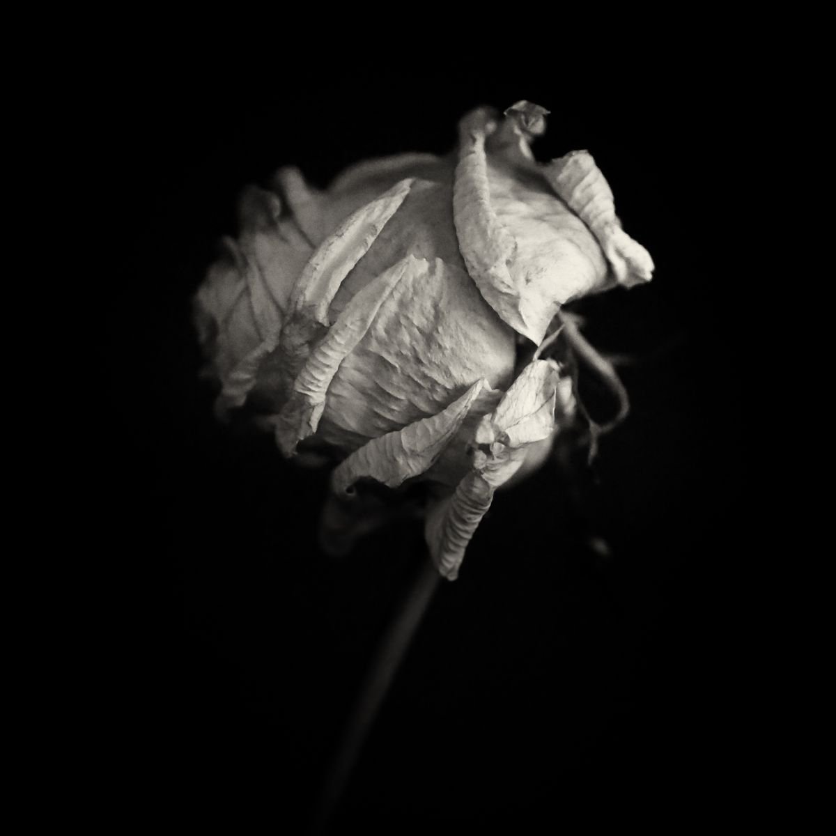 the white rose ii by Marcus Scott