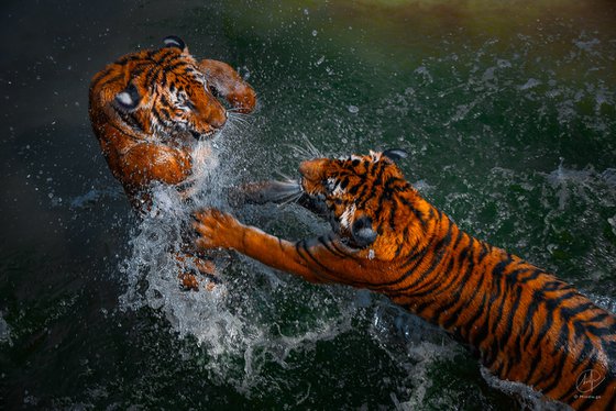 Tigers at Play