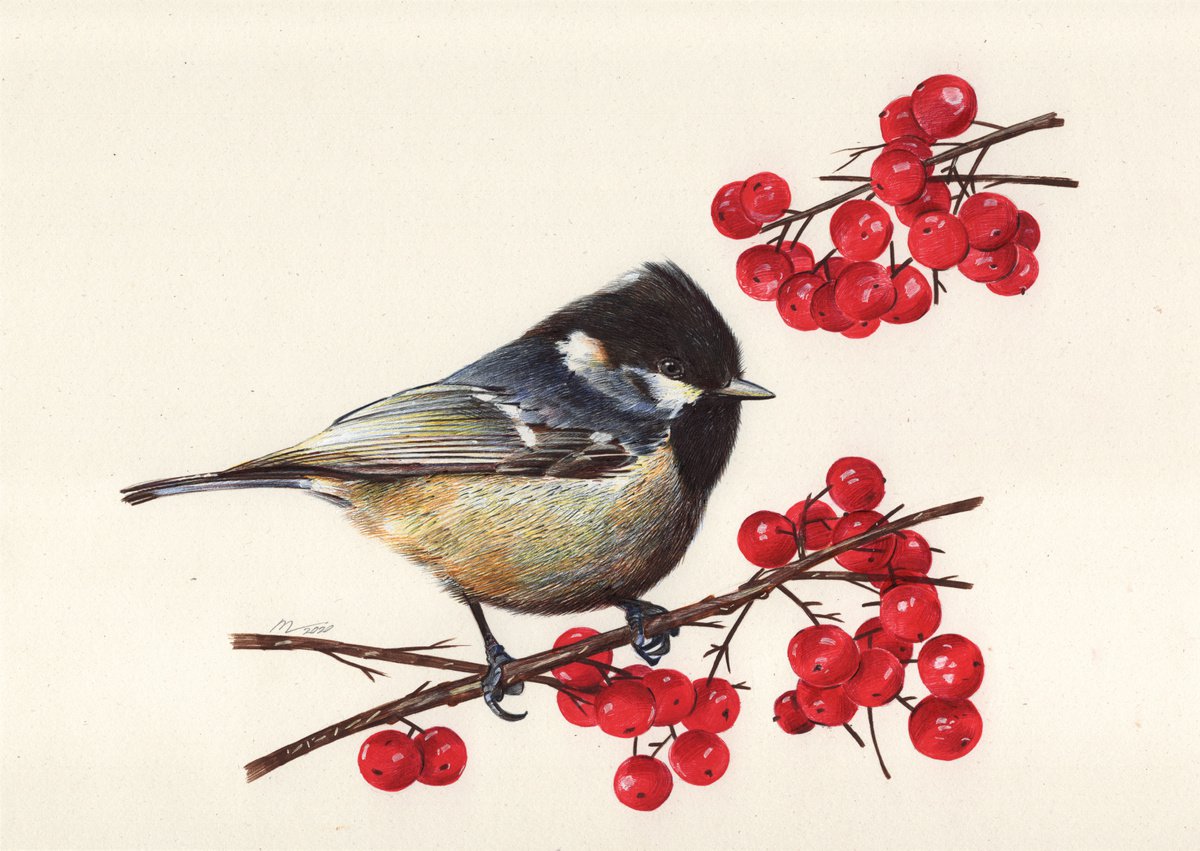 Photorealistic Animal Drawing By Daria Maier, 12 X 8, Coal Tit, Original Artwork