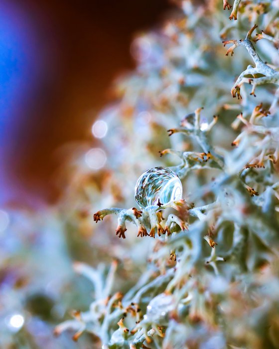 Space ship. Tripp into the inner Cosmos - Macro photography of the drop on the lichens. Limited edition giclée print.