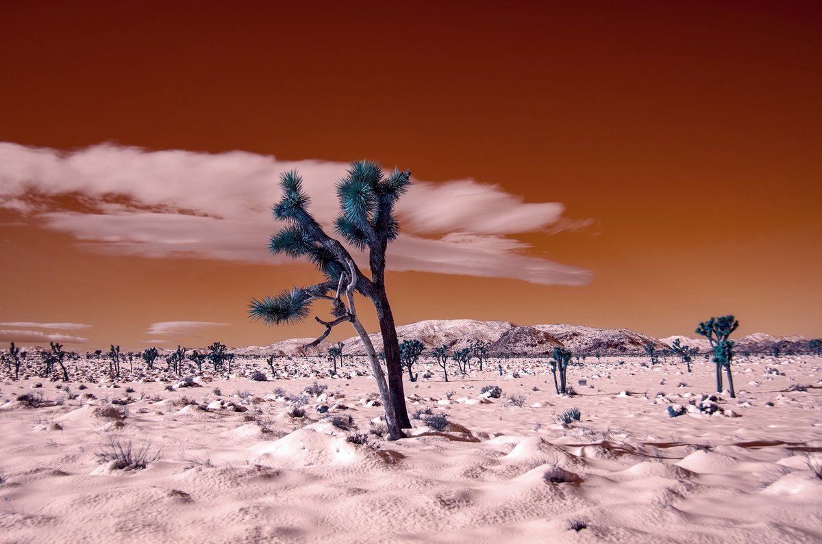 Winter Desert III by Mark Hannah