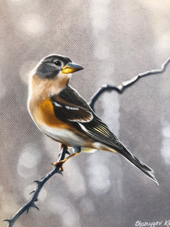 Brambling