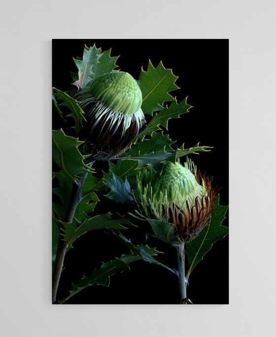 Banksia Heliantha