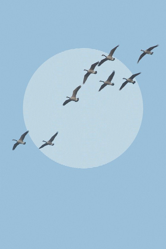 Migration