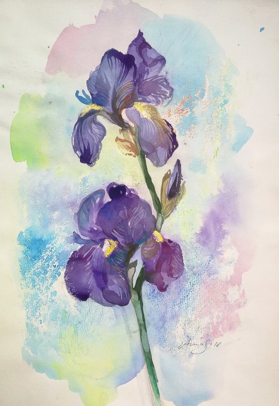 Iris Watercolor