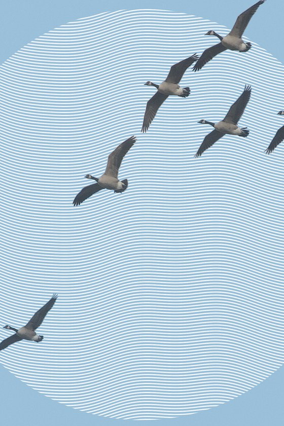 Migration
