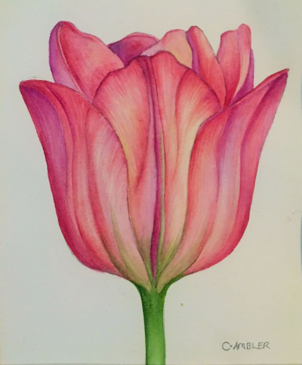 Pink Tulip by Charlotte Ambler