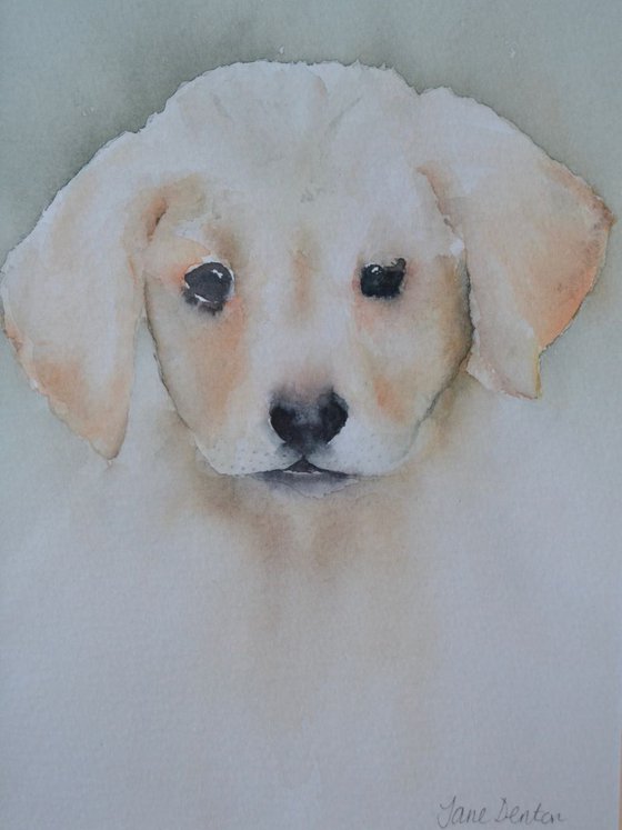 Labrador Puppy Original Watercolour - Framed