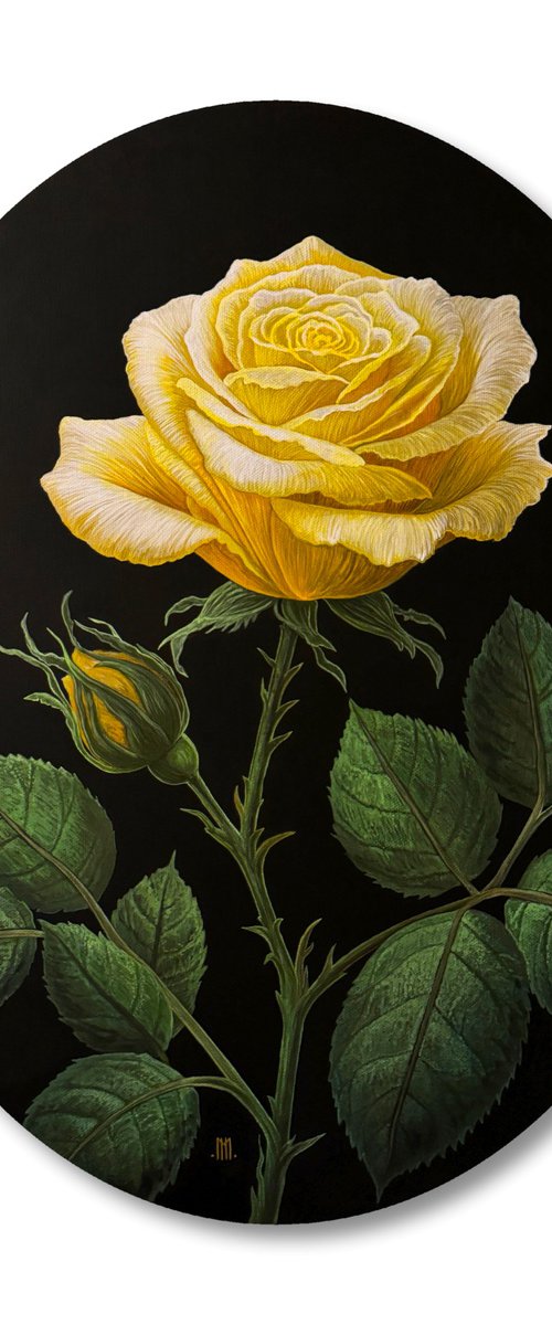 Rosa Xanthina (Yellow Rose) by Mason Holcomb
