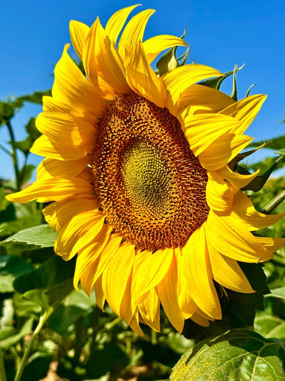 Normandy Sunflower