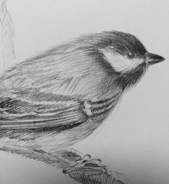 Birds. Original pencil drawing.