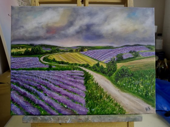 Lavender Fields