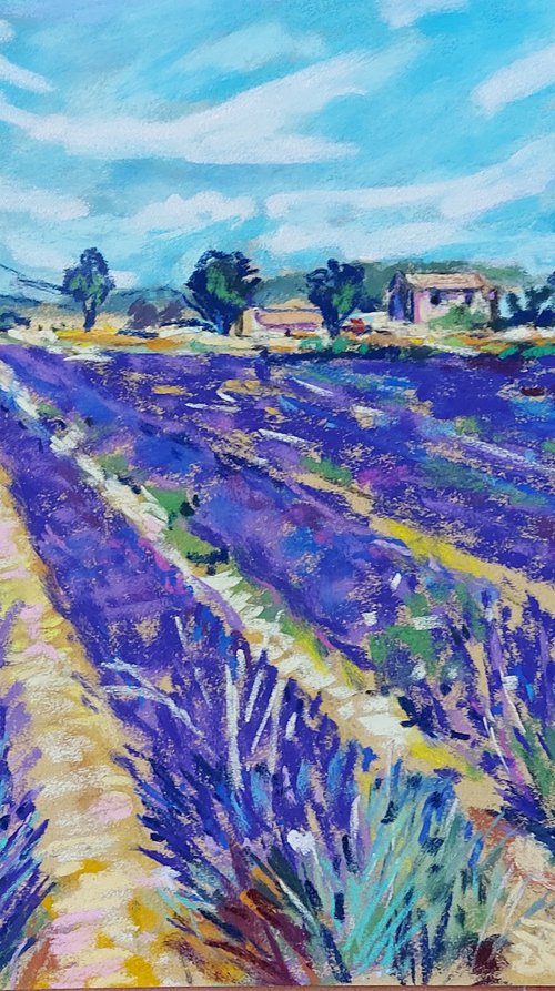 Lavender in Campo de San Juan by Silvia Flores Vitiello