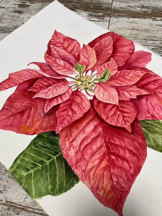 Christmas Poinsettia