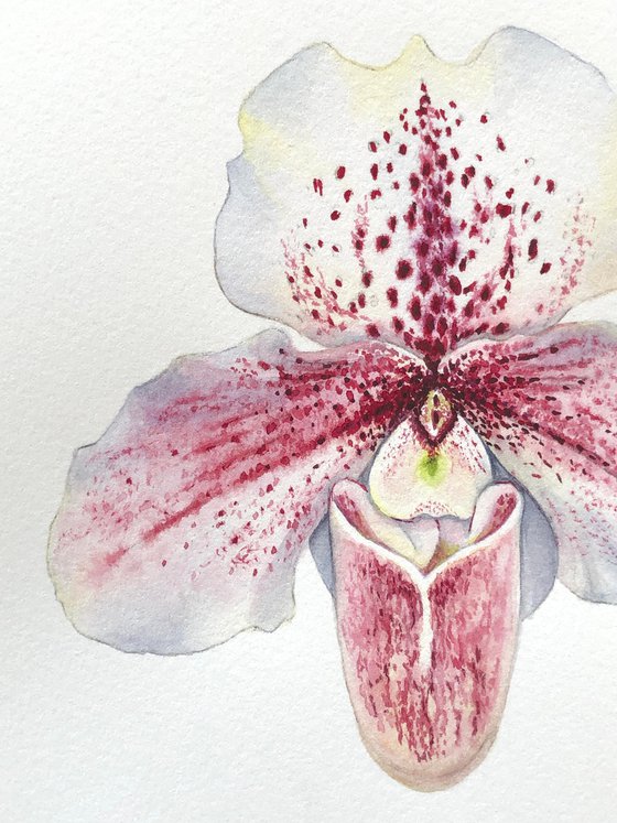 Orchid Venus slipper. A series of original watercolour artwork.