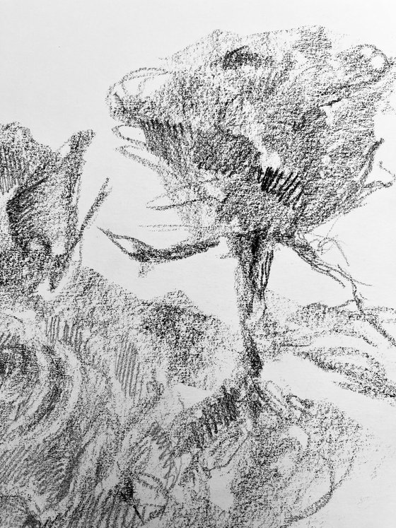 Roses #14. Original charcoal drawing