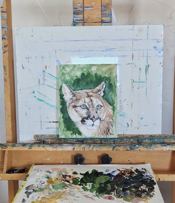 Mountain Lion Study