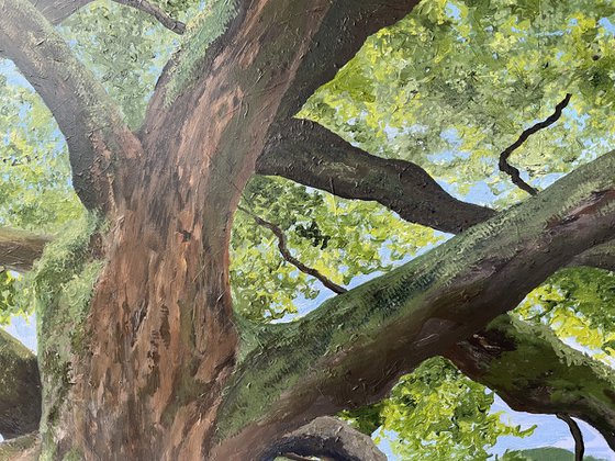 Dance of the Mighty Oak