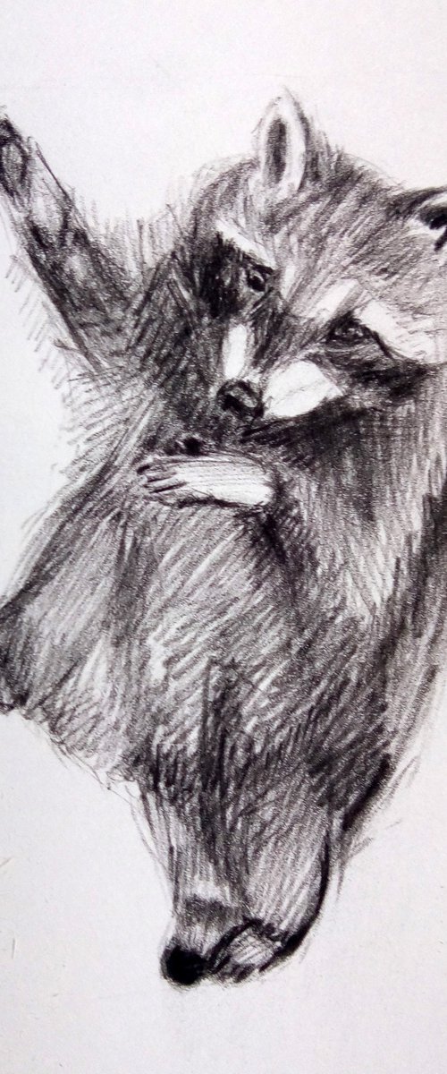 Dancing racoon Drawing by Anna Brazhnikova by Anna Brazhnikova