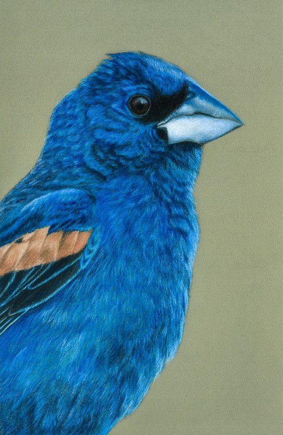 Original pastel drawing "Blue grosbeak"