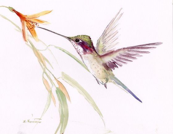 Hummingbird