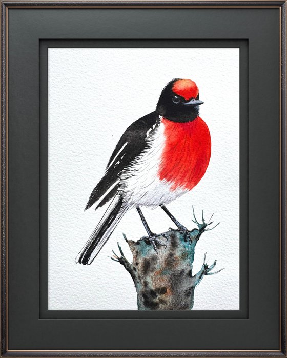 Red-capped Robin