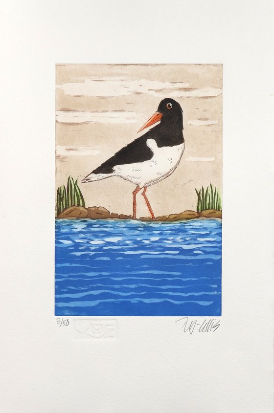 Oystercatcher