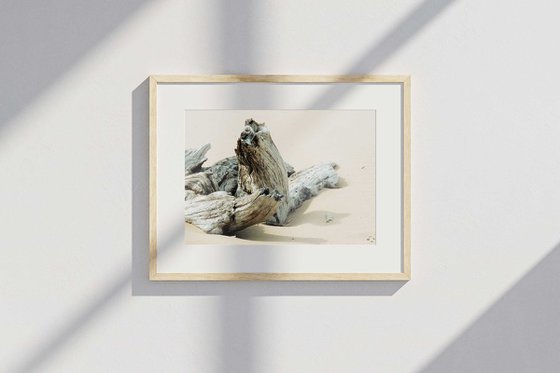 Carried Ashore