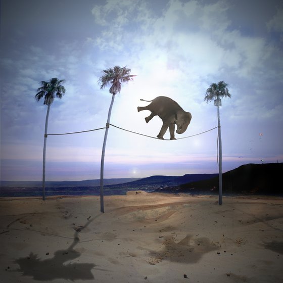 Elephant High Wire