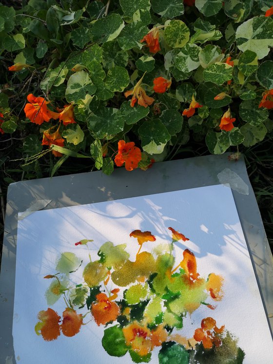Nasturtium