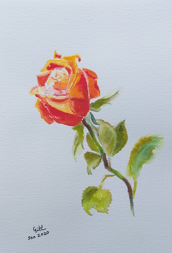 Rose in watercolor