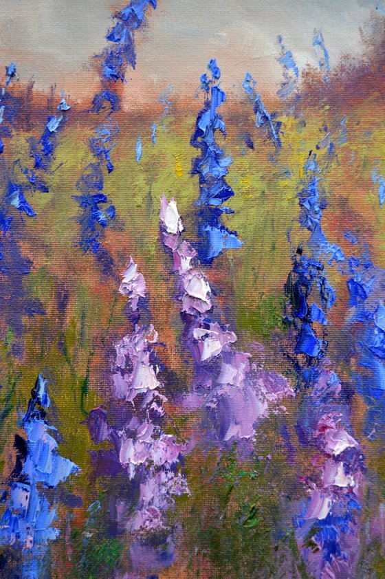 Field of lupines