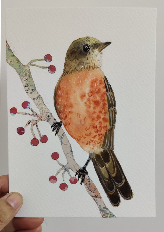 American Robin - Watercolor collage painting