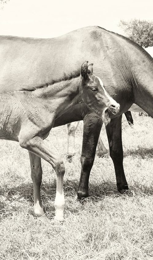 SPANISH HORSES by Andrew Lever