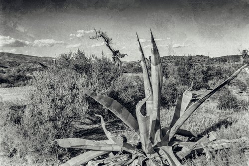 Paysage désertique au Cactus (Piezography) by Lionel Le Jeune
