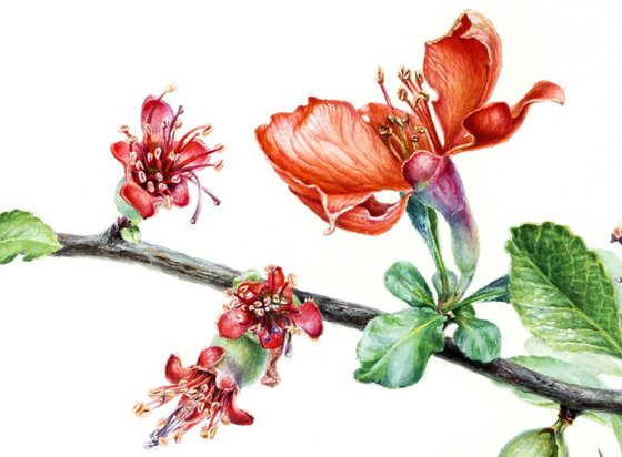 Chaenomeles japonica