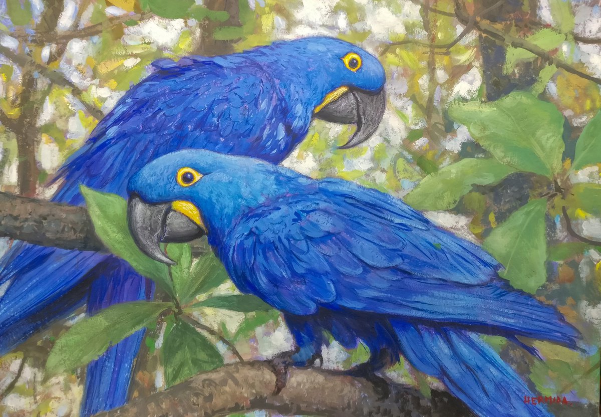 Hyacinth Macaws by Gabriel Hermida
