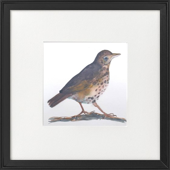 One Thrush