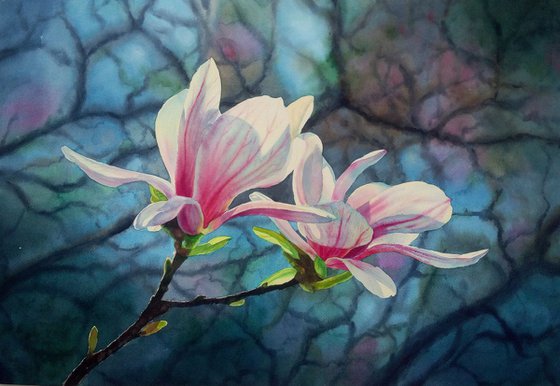 Blooming magnolia - Magnolia Blossoms - Beauty Of Spring - Pink Magnolias - Blooming Flower Magnolia  - mother's day gift