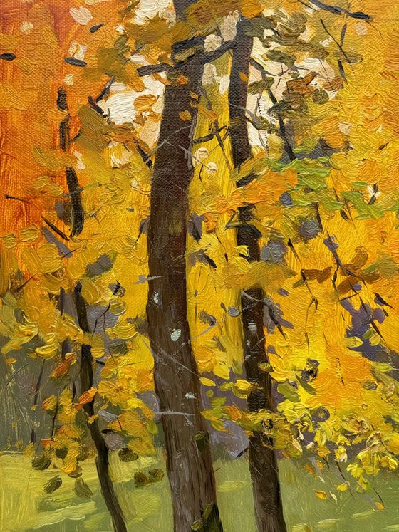 Autumn Forest