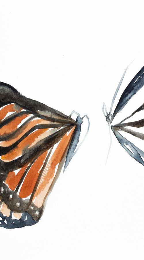 Monarch Study No. 2 by Elizabeth Becker