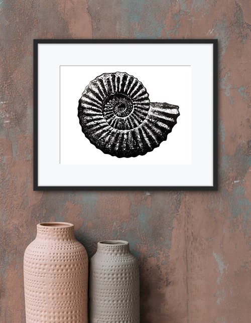 Ammonite (grey and black) linocut print by Ieuan Edwards