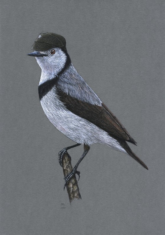 Original pastel drawing bird "White-fronted chat"