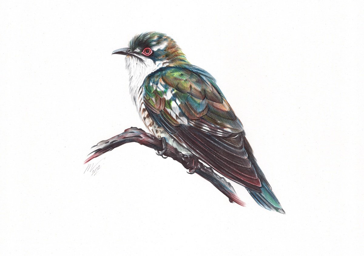 Diederik Cuckoo (Realistic Ballpoint Pen Bird Portrait) by Daria Maier