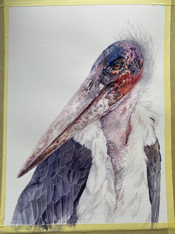 African Marabou stork, bird portrait