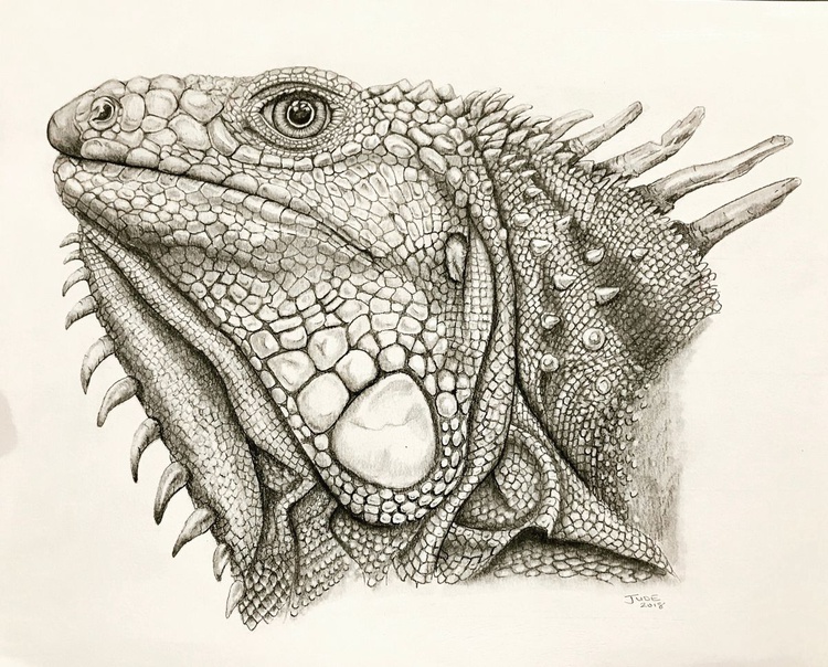 Ed The Iguana Pencil Drawing By Judith Hammond Artfinder I thought that doing a lesso. ed the iguana