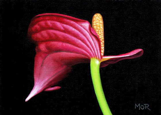 Anthurium_two